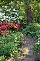 Jardin forestier, azalée, rhododendron, Viburnum plivatum Mariesii, Viburnum rotundifolium 