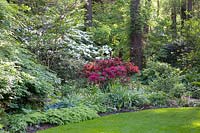 Jardin forestier, Azalée, Rhododendron, Viburnum plivatum Mariesii, Viburnum rotundifolium, Hosta tardiana Halcyon, Adiantum venustum 