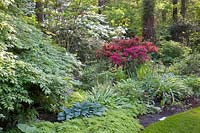 Jardin forestier avec azalée, rhododendron, Viburnum plivatum Mariesii, Viburnum rotundifolium, Hosta tardiana Halcyon, Adiantum venustum 