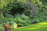 Jardin forestier avec Hakoneckloa macra Aureola, Hosta tardiana Halcyon, Dryopteris erytrosora Brilliance, Clematis montana Warwickshire Rose 