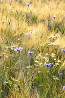 Camomille et bleuets dans le champ d'orge, Matricaria chamomilla, Centaurea cyanus, Hordeum vulgare 