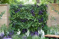 Mur végétal dans un petit jardin, fougères, Heuchera, Salvia nemorosa Caradonna, Digitalis purpurea, 
