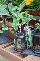 Cultiver des pois en bocaux, Pisum sativum 