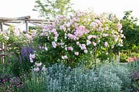 Fleur du vent rose, Artemisia 
