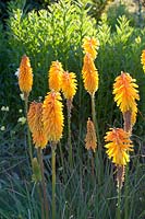Poartrait Torch Lily, Kniphofia Drummore Abricot 