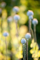 Tête de graine de pavot à opium, Papaver somniferum 