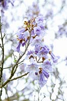 Jacinthe des bois en fleurs, Paulownia tomentosa 