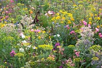 Prairie fleurie aux herbes, Malva trimestris, Borago officinalis, Anethum graveolens, Calendula officinalis, Centaurea cyanus, Leucanthemum, Matricaria chamomilla 
