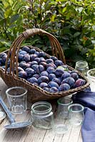 Récolte de prunes nature morte, Prunus domestica Cacaks Schoene 