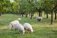 Pâturage avec des moutons plus rapides sous les pruniers, Prunus domestica 
