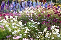 Corbeille à bijoux et delphinium, Cosmos bipinnatus, Delphinium 