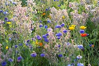 Lit de bleuet, de souci et de bourrache, Centaurea cyanus, Borago officinalis, Calendula officinalis 