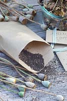 Récolte de graines de coquelicot, Papaver rhoeas 