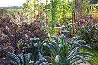 Chou de palme et chou frisé dans le jardin d'automne avec sièges, Brassica oleracea Redbor, Brassica oleracea Nero di Toscana 