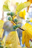Figues en automne, Ficus carica Torretta 