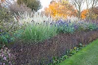 Pennisetum macrourum Lancer blanc, Rudbeckia fulgida 