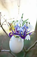 Vase à œufs suspendu avec fleurs d'hiver, Galanthus, Iris reticulata Alida, Iris reticulata Harmony, Hamamelis intermedia Arnold Promise 