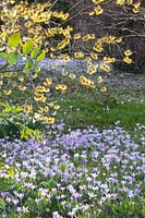 Hamamélis et crocus, hamamélis, Crocus tommasinianus 