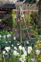 Jardin de printemps,Tulipa Purissima 