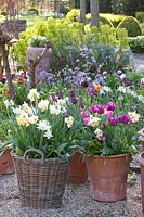 Plantes d'oignon dans un panier, Narcissus triandrus Thalia, Narcissus tazetta Geranium, Tulipa Spring Green, Tulipa Ronaldo, Tulipa Passionale 