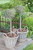 Olives dans des paniers, Olea europaea 