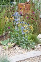 Jardin de gravier, Eryngium zabelii Big Blue, Achillea Terracotta, Cirsium rivulare Trevor's Blue Wonder 