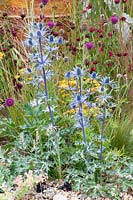 Chardon doux, Eryngium zabelii Big Blue, Dianthus, Cirsium rivulare Trevor's Blue Wonder 