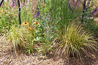 Jardin de gravier, Anemanthele lessoniana, Echinacea purpurea 
