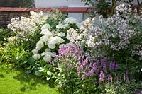 Hortensia arborescens Annabelle, Stachys monnieri, Aconogonon speciosum St John's Cloud, Campanula lactiflora Loddon Anne 