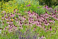 Lit de prairie avec ortie indienne et échinacée pourpre, Echinacea purpurea, Echinacea laevigata, Monarda fistulosa 