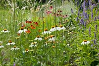 Lit d'arbustes de prairie, Echinacea purpurea Alba, Helenium Mardi Gras, Stipa Ichu, Agastache rugosa Blue Fortune 