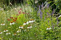 Lit avec des arbustes de prairie, Echinacea purpurea Alba, Helenium Mardi Gras, Stipa Ichu, Agastache rugosa Blue Fortune 