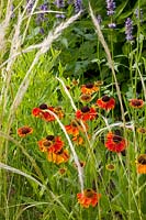 Helenium Mardi Gras, Stipa Ichu 