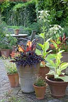 Pots de plantes annuelles et de blettes, Nicotiana sylvestris, Beta vulgaris Bright Lights, Ipomea batatas Blacky 