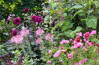 Lit avec fleurs d'été annuelles et dahlias, Cosmos bipinnatus Rubenza, Lavatera trimestris, Cleome, Dahlia Purple Haze, Persicaria orientalis 