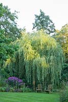 Siège sous le saule pleureur, Salix alba Tristis 