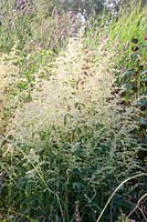 Artemisia lactiflora Ivoire 