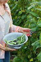 Récolte des haricots verts, Phaseolus vulgaris 