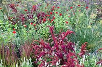 Lit avec zinnia, sétaire, herbe de sang, Zinnia elegans, Amaranthus, Imperata cylindrica Red Baron 