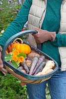 Panier de récolte de légumes-racines, Daucus carota Purple Haze, Pastinaca sativa, Beta vulgaris 