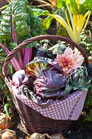 Panier de récolte avec radicchio, aubergines, artichauts et blettes 