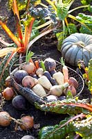 Panier de récolte avec légumes-racines, panais, carottes, betteraves et navets 