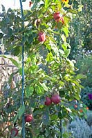 Espalier de pomme sur l'arche, Malus domestica Redlane 