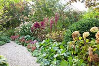 Lit en automne, Bergenia, Hydrangea arborescens Annabelle, Sedum, Amaranthus 