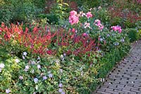 Lit de roses, renouée, géranium sanguin, Rosa Angela, Persicaria amplexicaulis Lisan, Géranium Rozanne 