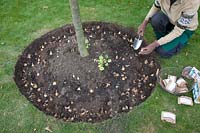 Plantez la tranche d'arbre avec des bulbes à fleurs 