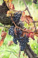 Vigne à la fin de l'automne, Vitis vinifera 