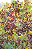 Feuilles de vigne portrait à la fin de l'automne, Vitis vinifera 