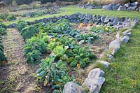 Chou en lit de permaculture, Brassica oleracea 