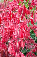 Buisson de fusée en automne, Euonymus grandiflorus Vin Rouge 